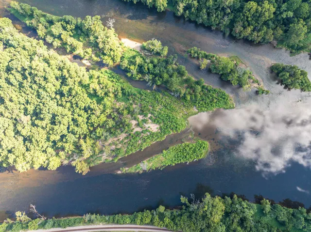 a view of a yard with plants and a tree