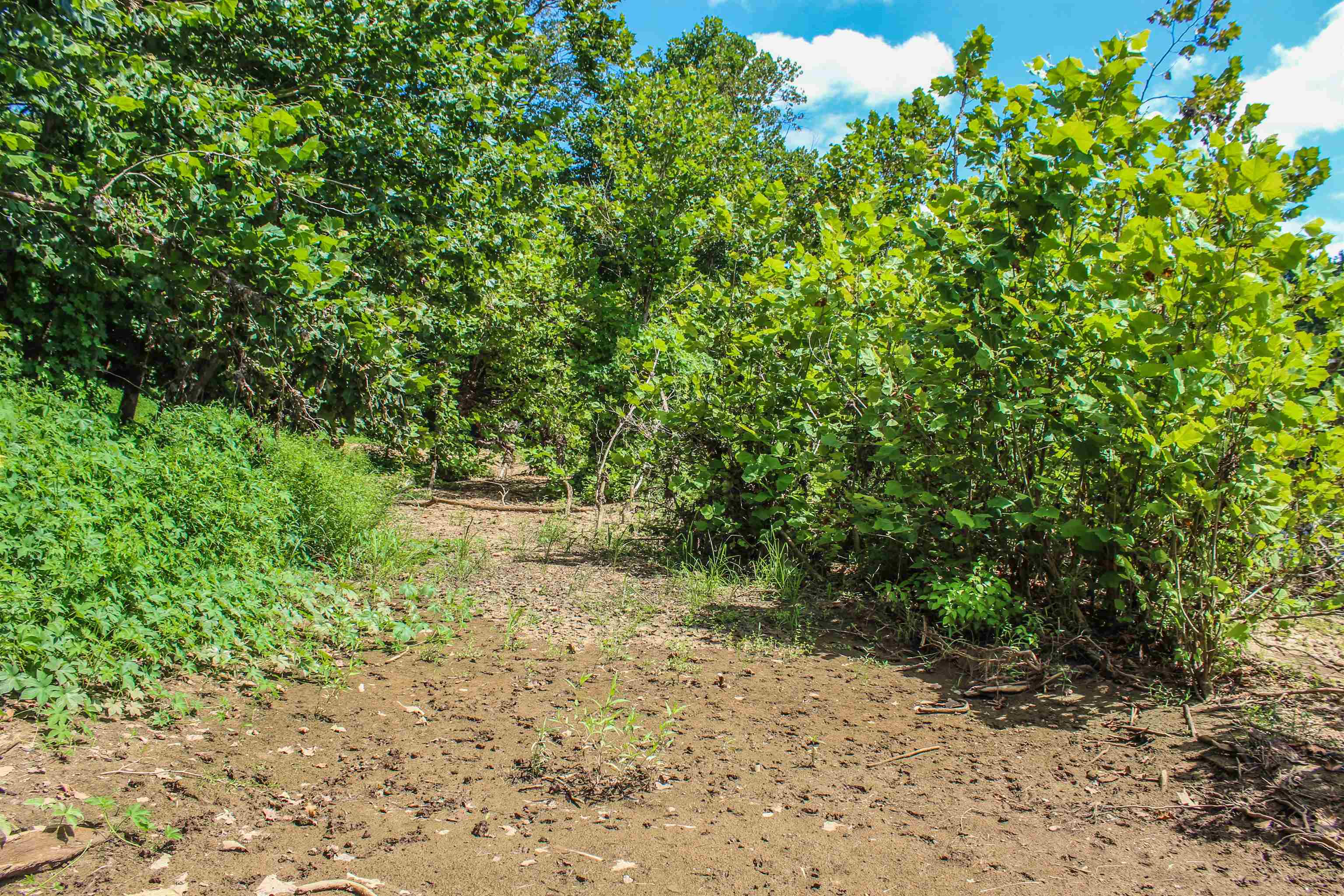 Tbd Jones Overlook Howardsville, VA 24562 - Photo 66 of 74 a view of a yard with plants and a tree
