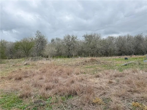a view of a lush green forest
