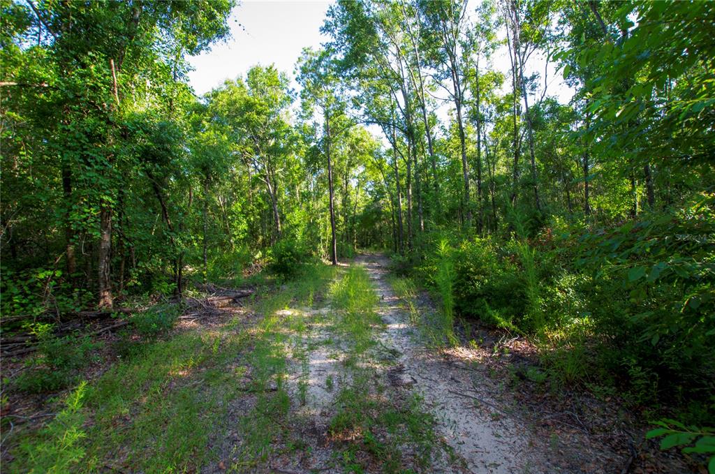 18233 185th Road Live Oak, FL 32060 - Photo 86 of 99 a backyard of a house with lots of green space and a fountain