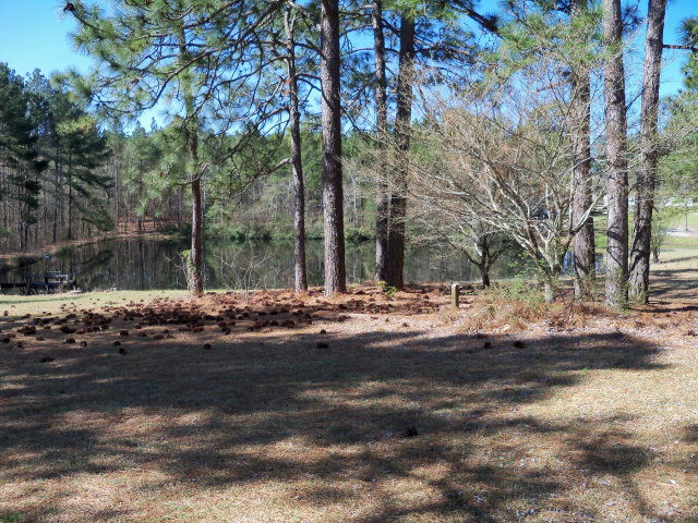 137 Gold Finch Lane Ridge Spring, SC 29129 - Photo 2 of 21