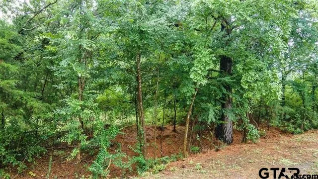 a view of a forest with trees