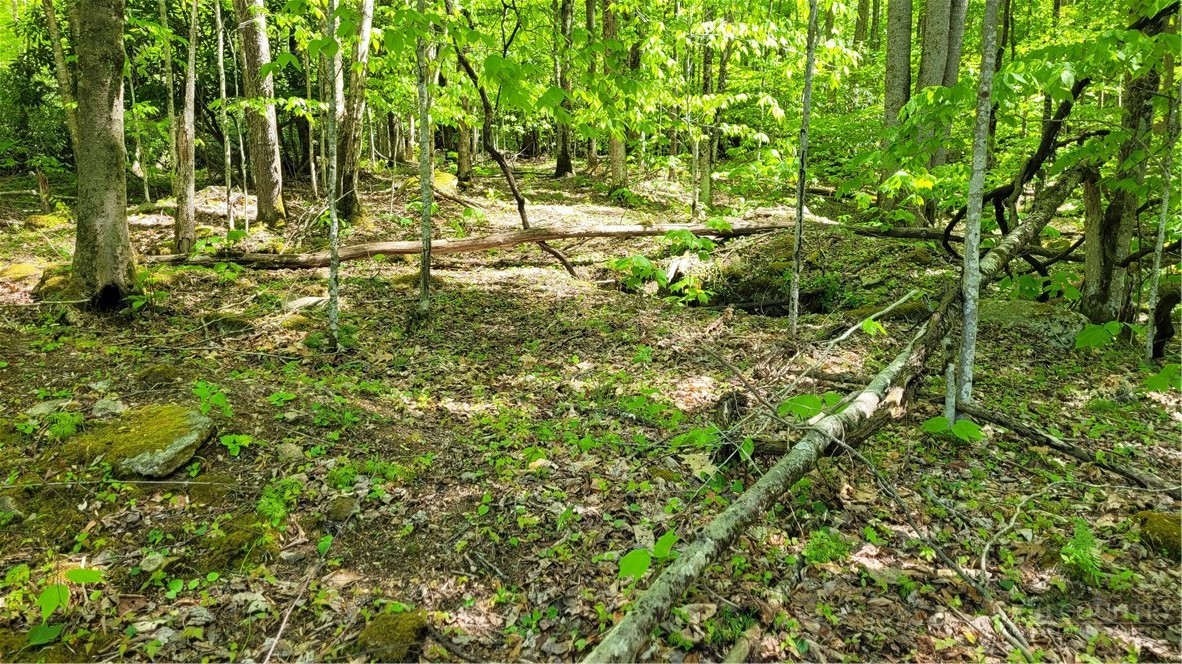 Buckeye Ridge Road Beech Mountain, NC 28604 - Photo 2 of 14