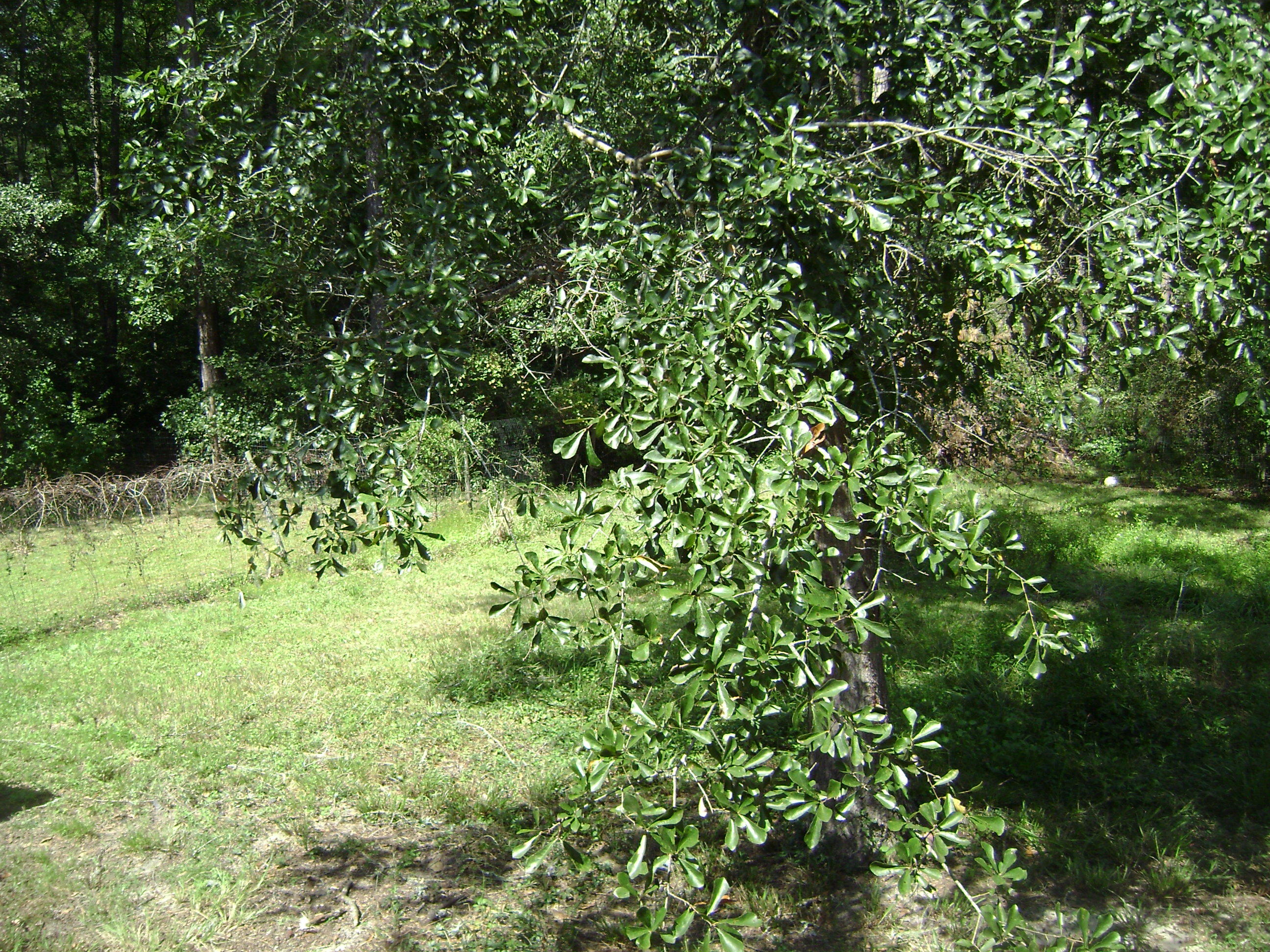 297 State Rd S-15-714 Walterboro, SC 29488 - Photo 18 of 20 DSC04410