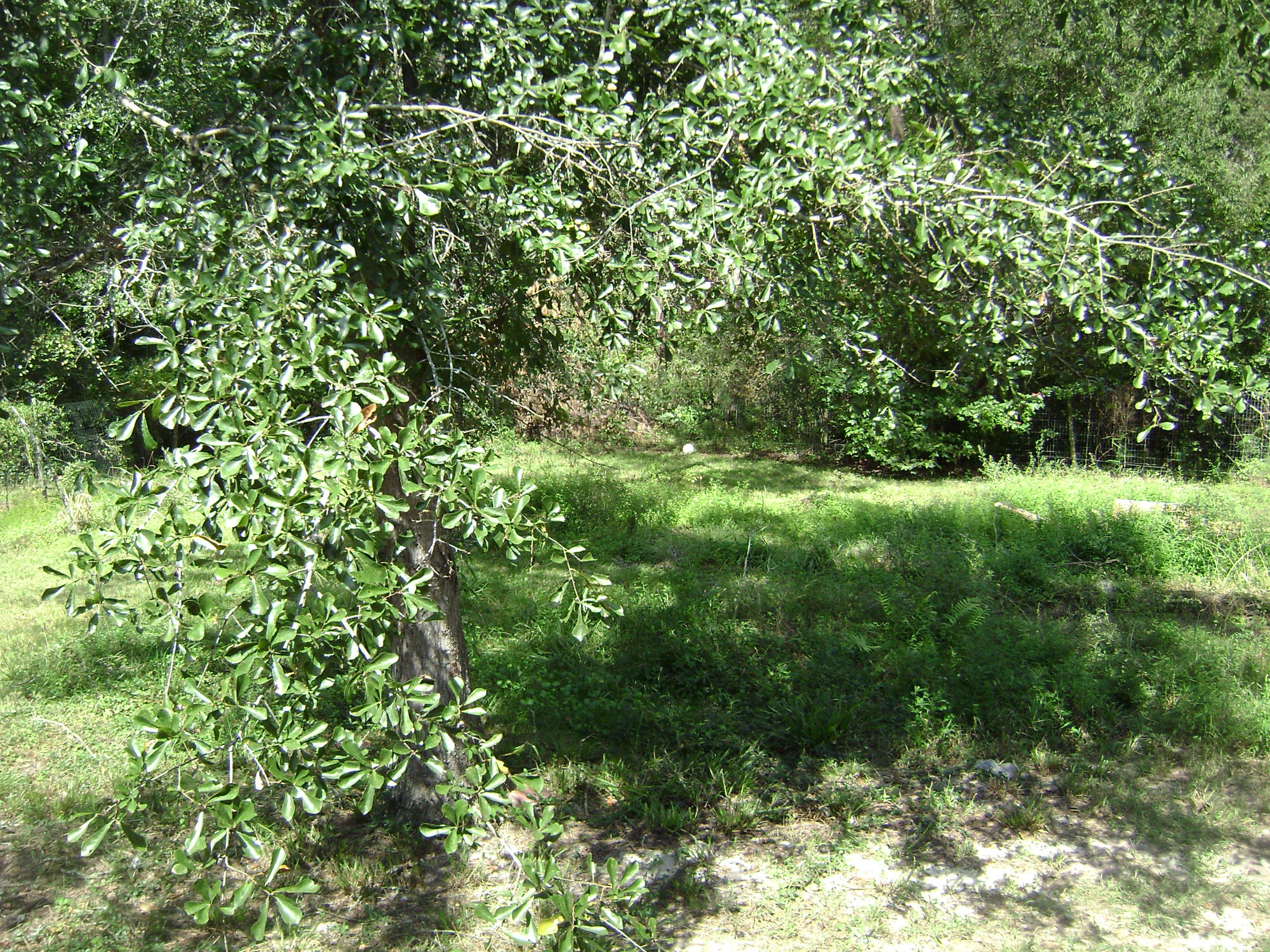297 State Rd S-15-714 Walterboro, SC 29488 - Photo 19 of 20 DSC04408