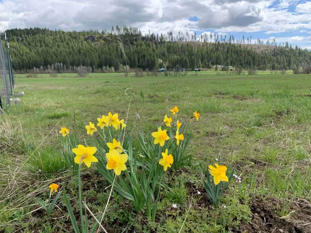 $114,950 | 4681 Springdale Hunters Road, Springdale, WA 99173