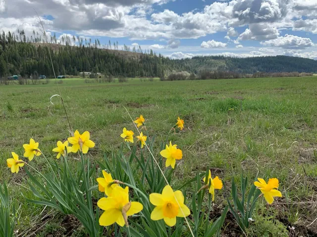 $114,950 | 4681 Springdale Hunters Road, Springdale, WA 99173