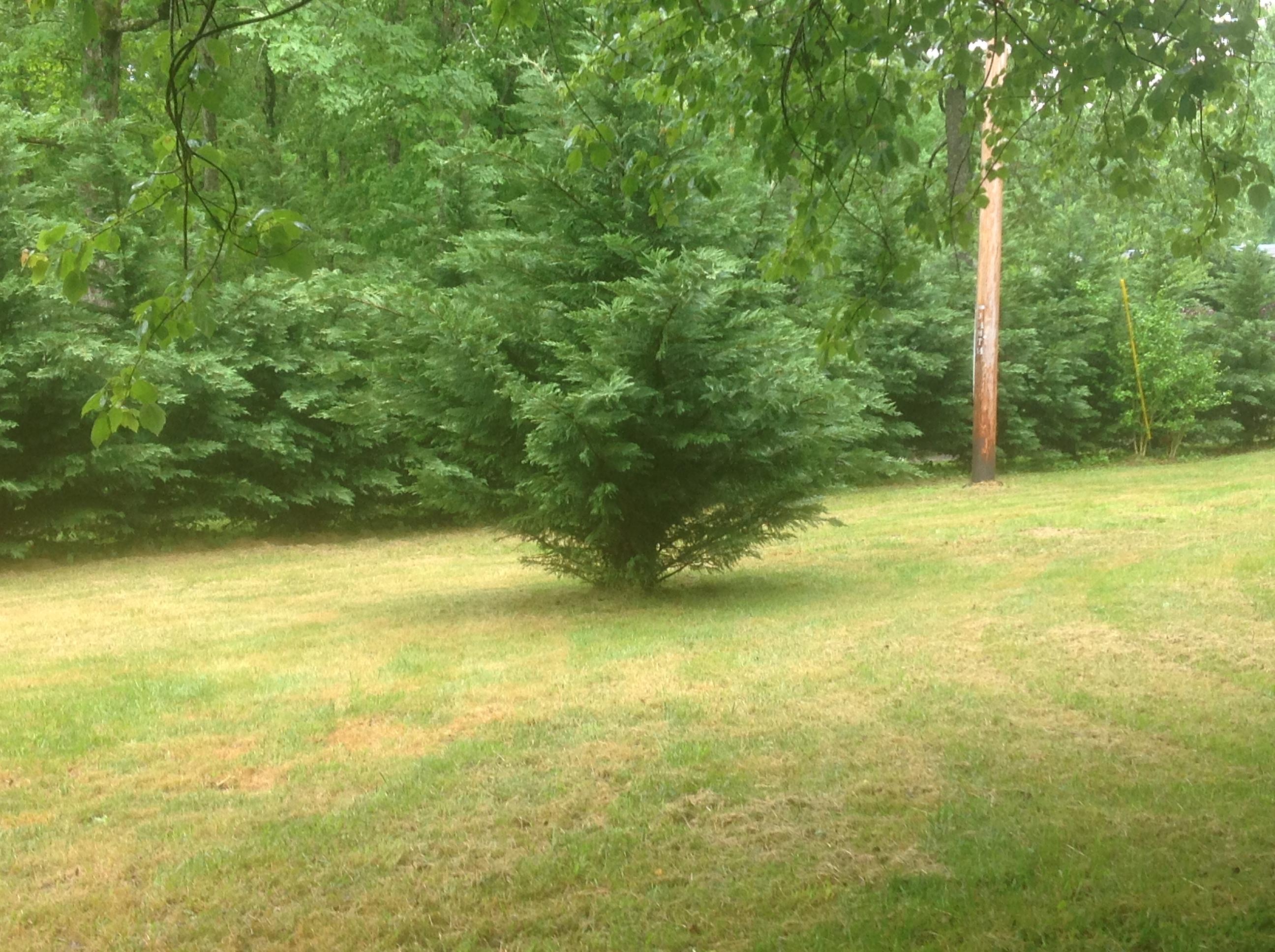751 Cyrus Daniels Road Evensville, TN 37332 - Photo 22 of 27 22 YARD