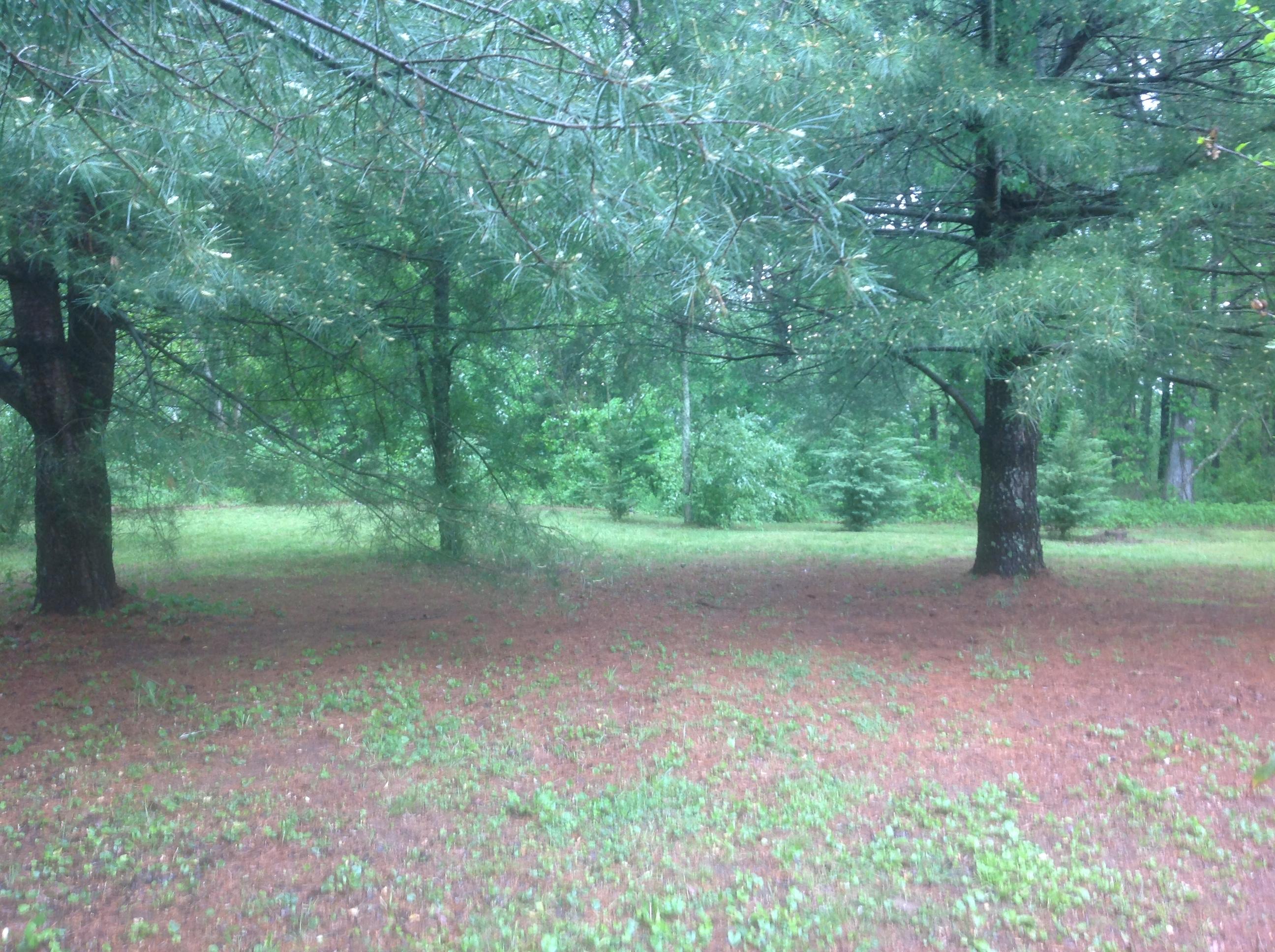 751 Cyrus Daniels Road Evensville, TN 37332 - Photo 23 of 27 23 BACKYARD
