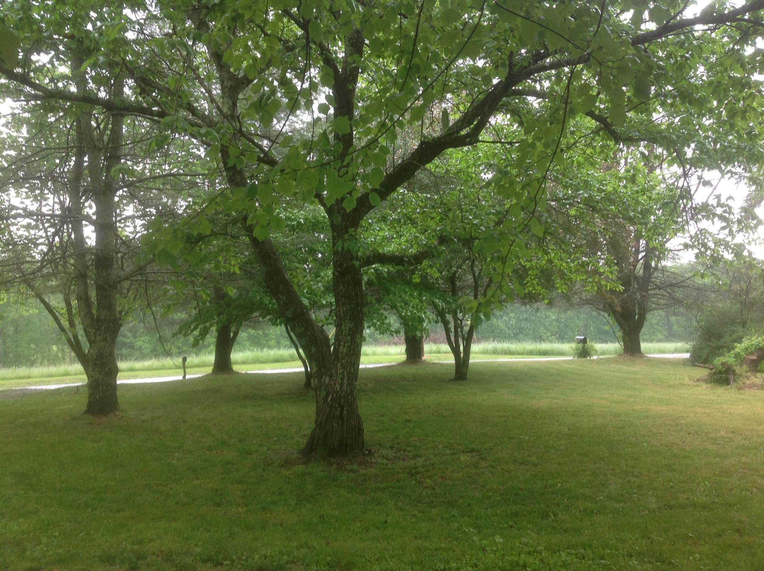 751 Cyrus Daniels Road Evensville, TN 37332 - Photo 26 of 27 26 FRONT YARD