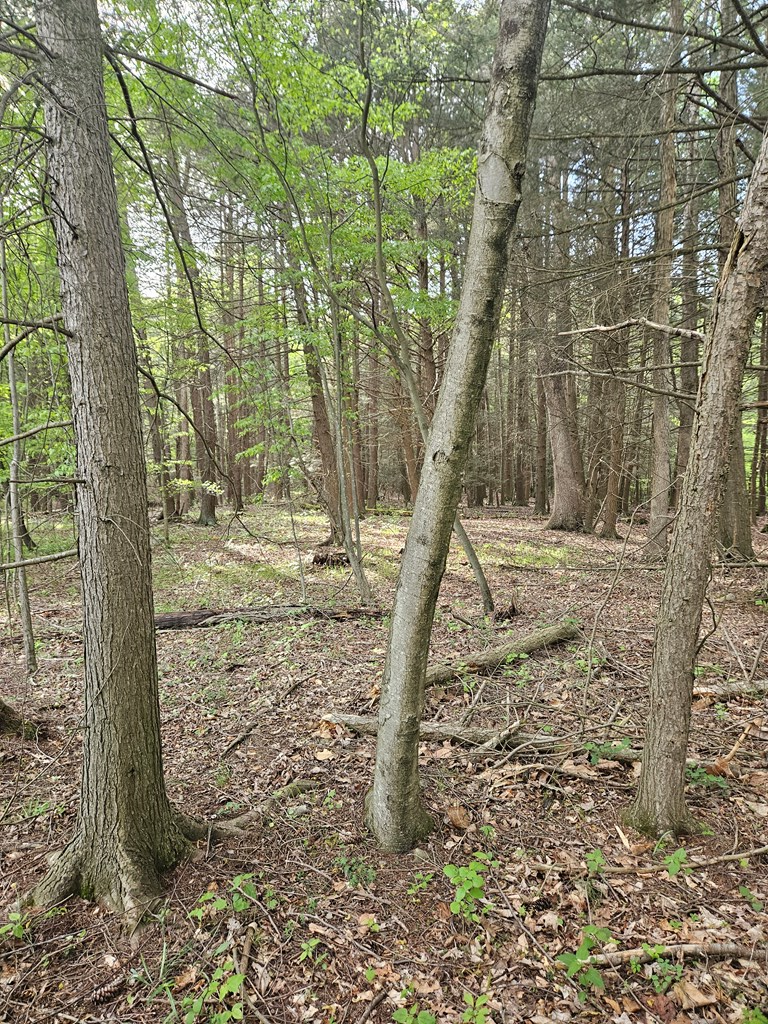 0 Hares Valley Road Mapleton Depot, PA 17052 - Photo 8 of 28 Gallery Image 8