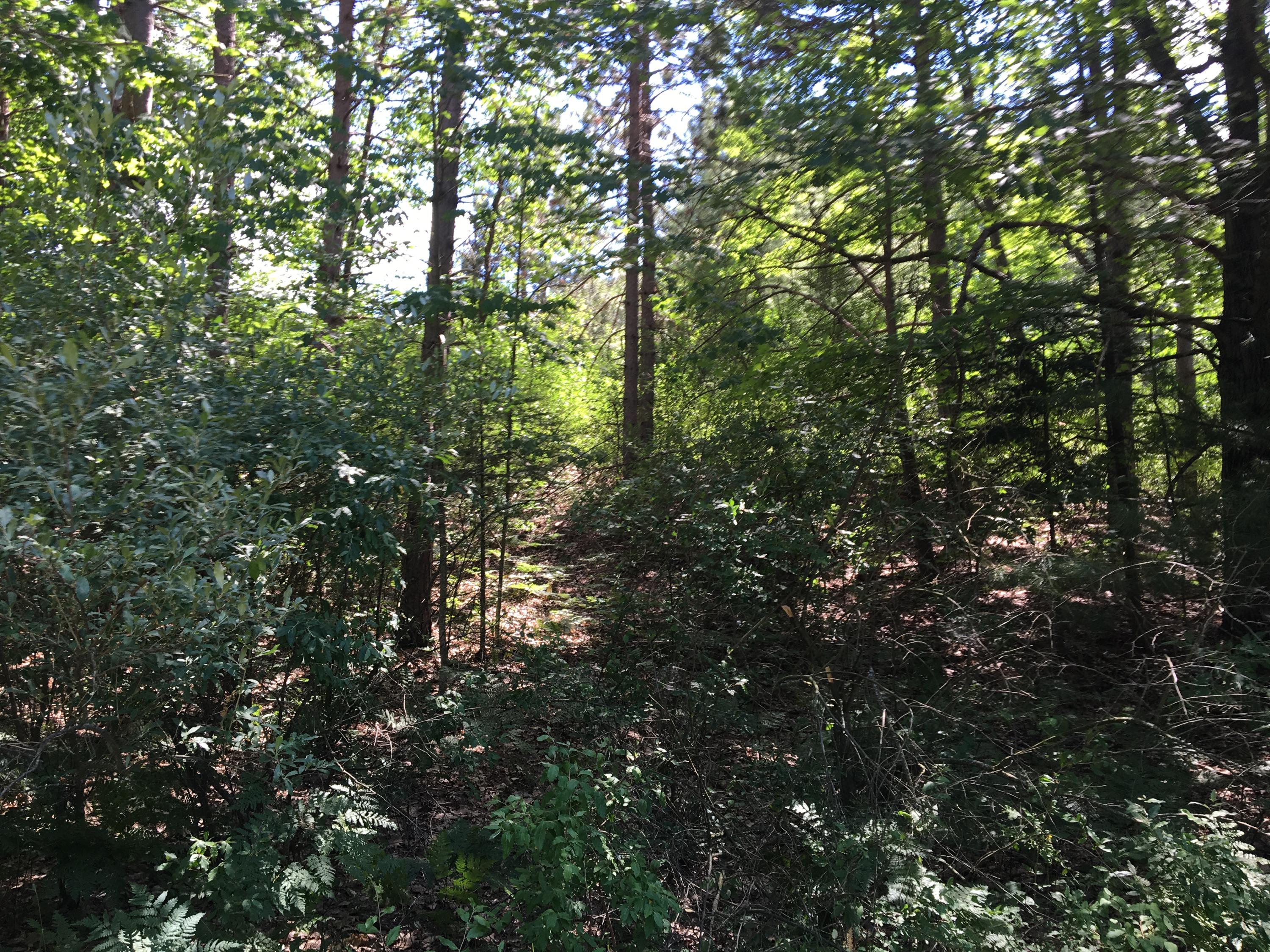 Briar Hill Road Herron, MI 49744 - Photo 11 of 17 Gallery Image 11