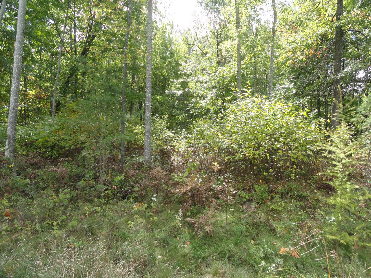 Lot 17 Pfeifer Road Tomahawk, WI 54487 - Photo 8 of 19 Gallery Image 8