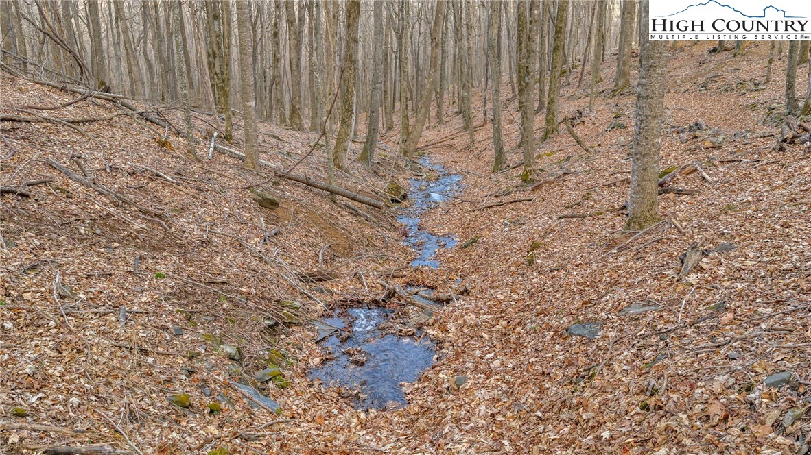 632 Big Tree Road West Jefferson, NC 28694 - Photo 41 of 48 a close up of a plant
