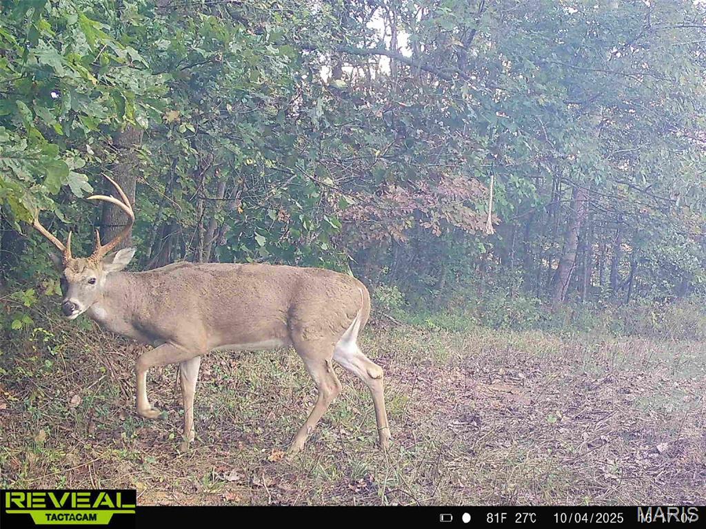 0 Yellow Springs Road Elizabethtown, IL 62931 - Photo 4 of 56 Gallery Image 4