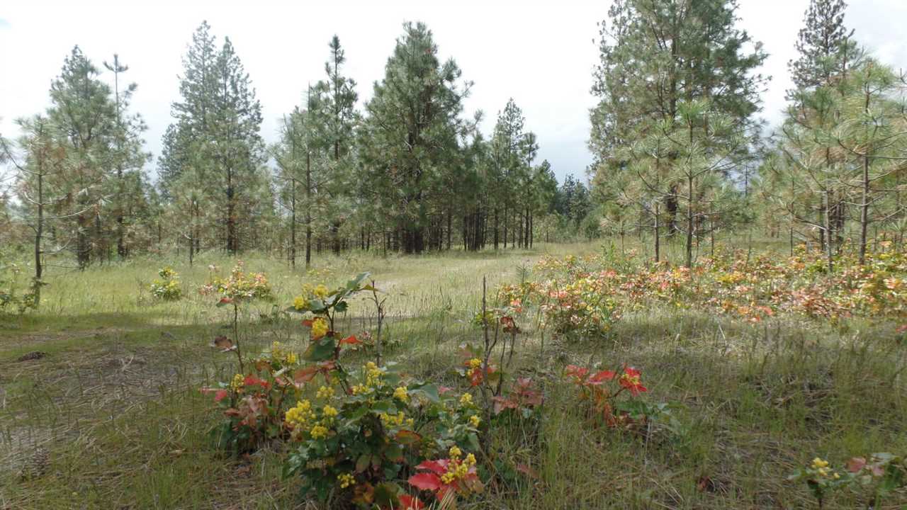 Lot 101 Old Kettle Road Kettle Falls, WA 99141 - Photo 3 of 11 Gallery Image 3
