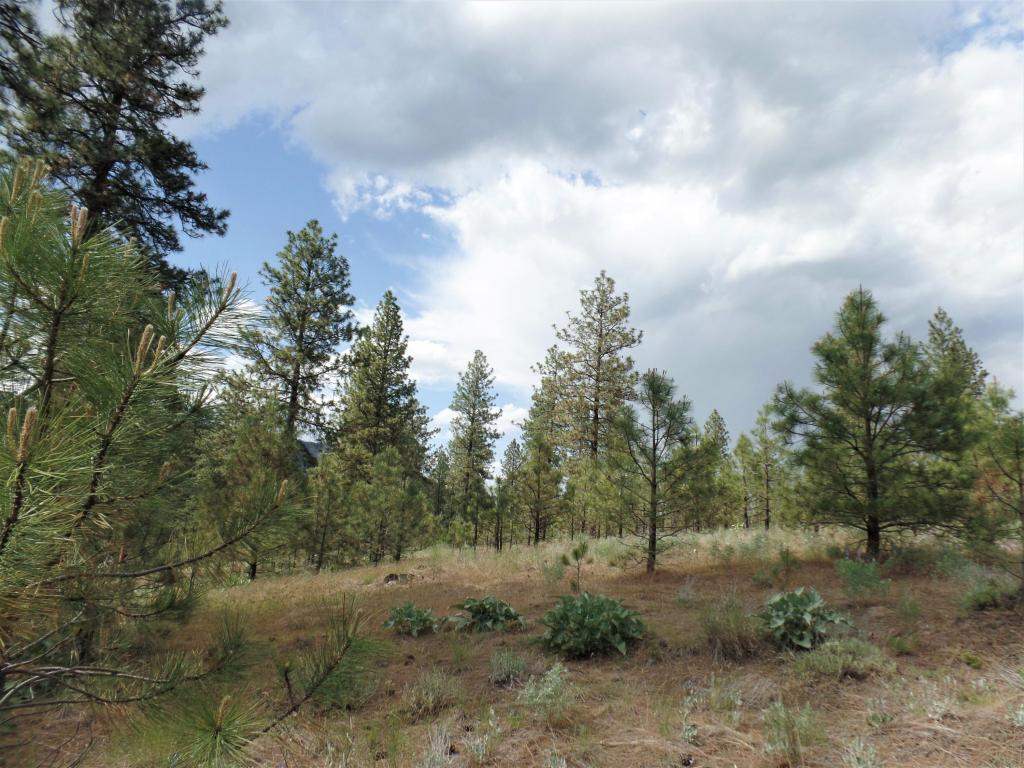 Lot 101 Old Kettle Road Kettle Falls, WA 99141 - Photo 5 of 11 Gallery Image 5