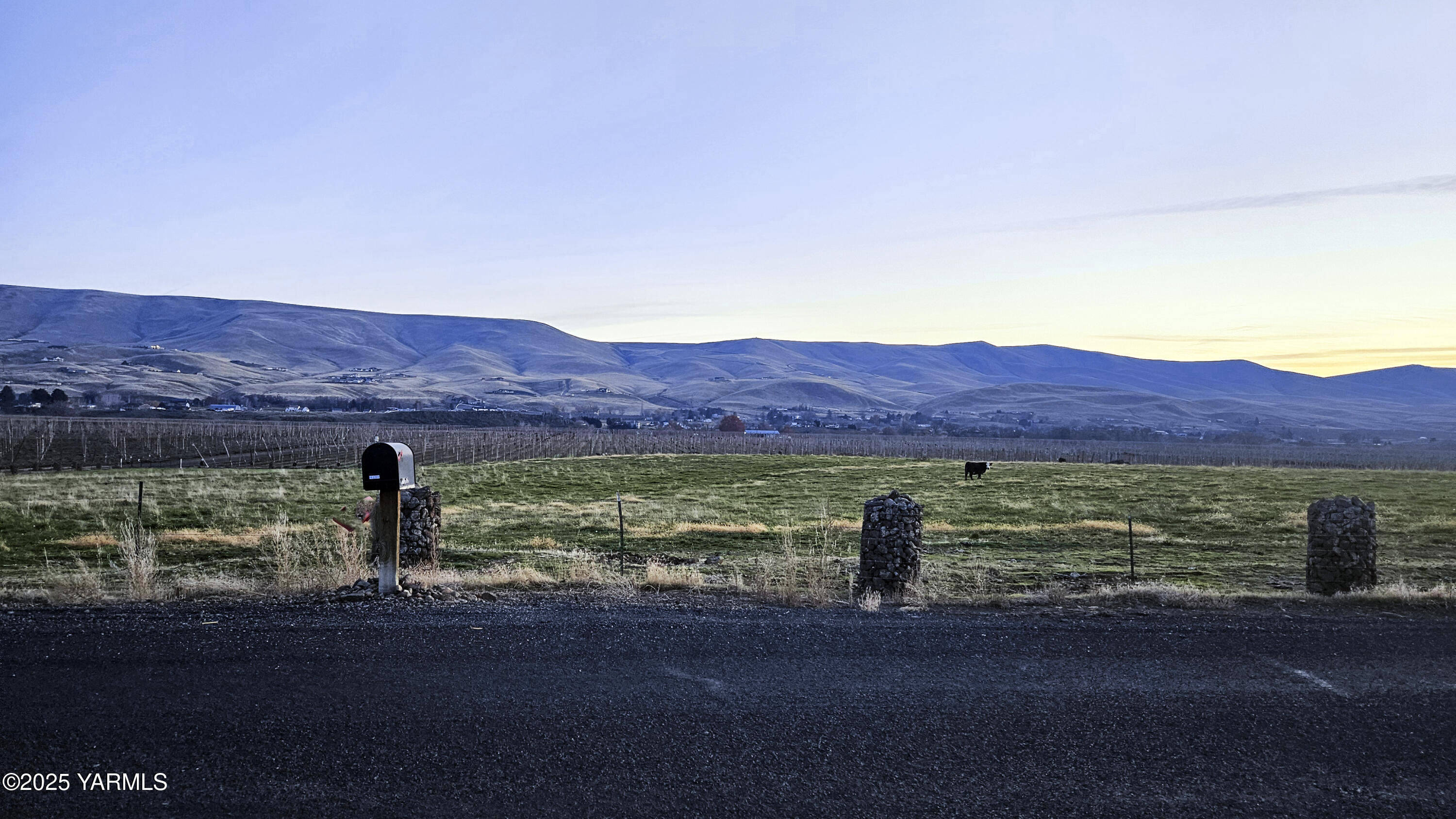 163106 West North River Road Prosser, WA 99350 - Photo 32 of 33 Cattle in pature