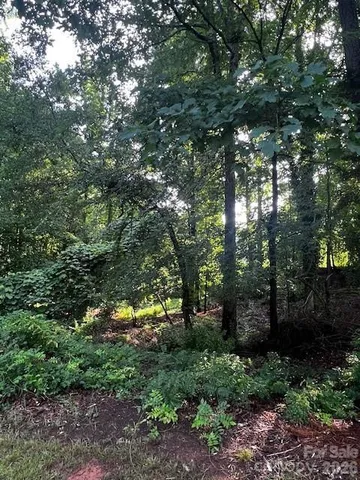 a view of a trees in a yard