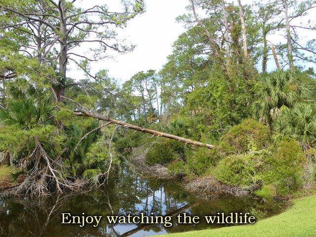 809 Club Cottage Road Edisto Island, SC 29438 - Photo 2 of 53 2