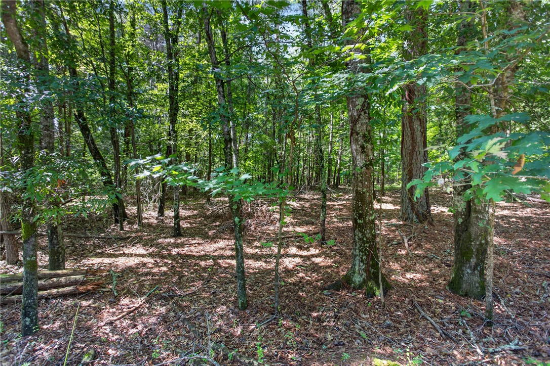 0 Seneca Springs Landing Road Seneca, SC 29678 - Photo 8 of 39 A verdant, wooded lot presents a prime opportunity for a private residence amidst nature.