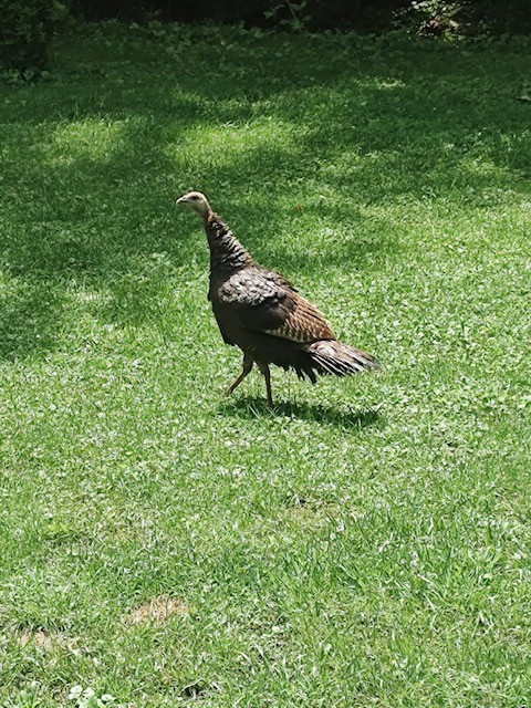 1005 Les Brown Road Bethpage, TN 37022 - Photo 50 of 57 a backyard of a house with table and chairs