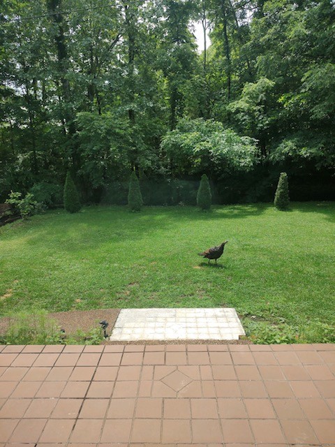 1005 Les Brown Road Bethpage, TN 37022 - Photo 51 of 57 a view of a backyard with a garden