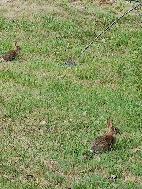 1005 Les Brown Road Bethpage, TN 37022 - Photo 52 of 57