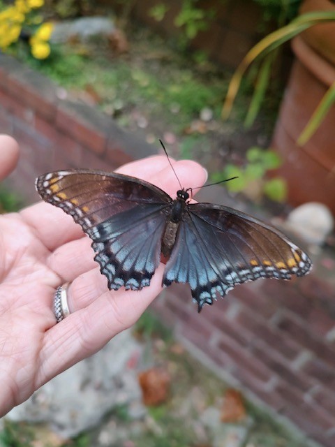 1005 Les Brown Road Bethpage, TN 37022 - Photo 53 of 57 a view of a yard