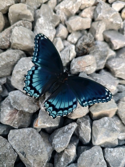 1005 Les Brown Road Bethpage, TN 37022 - Photo 54 of 57