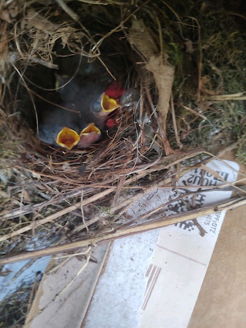 1005 Les Brown Road Bethpage, TN 37022 - Photo 55 of 57