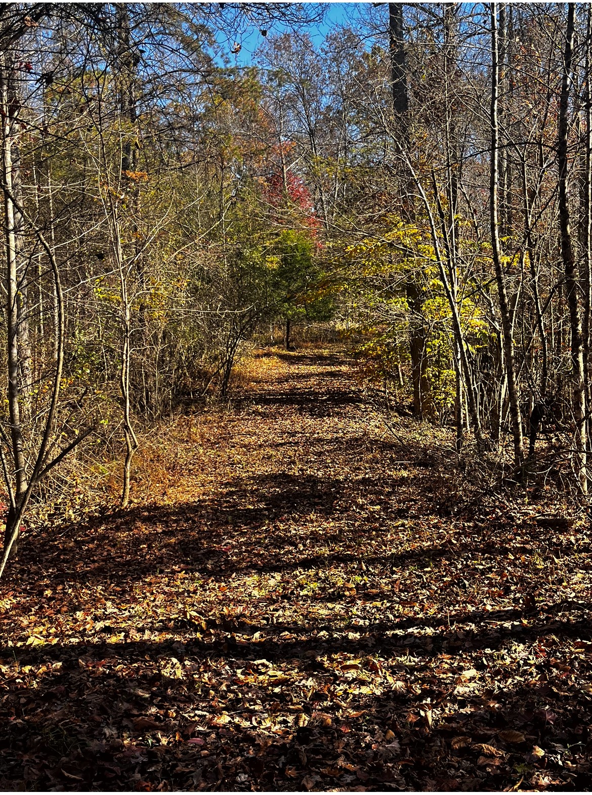 137 Maple Branch Road Sparta, TN 38583 - Photo 2 of 6 Gallery Image 2
