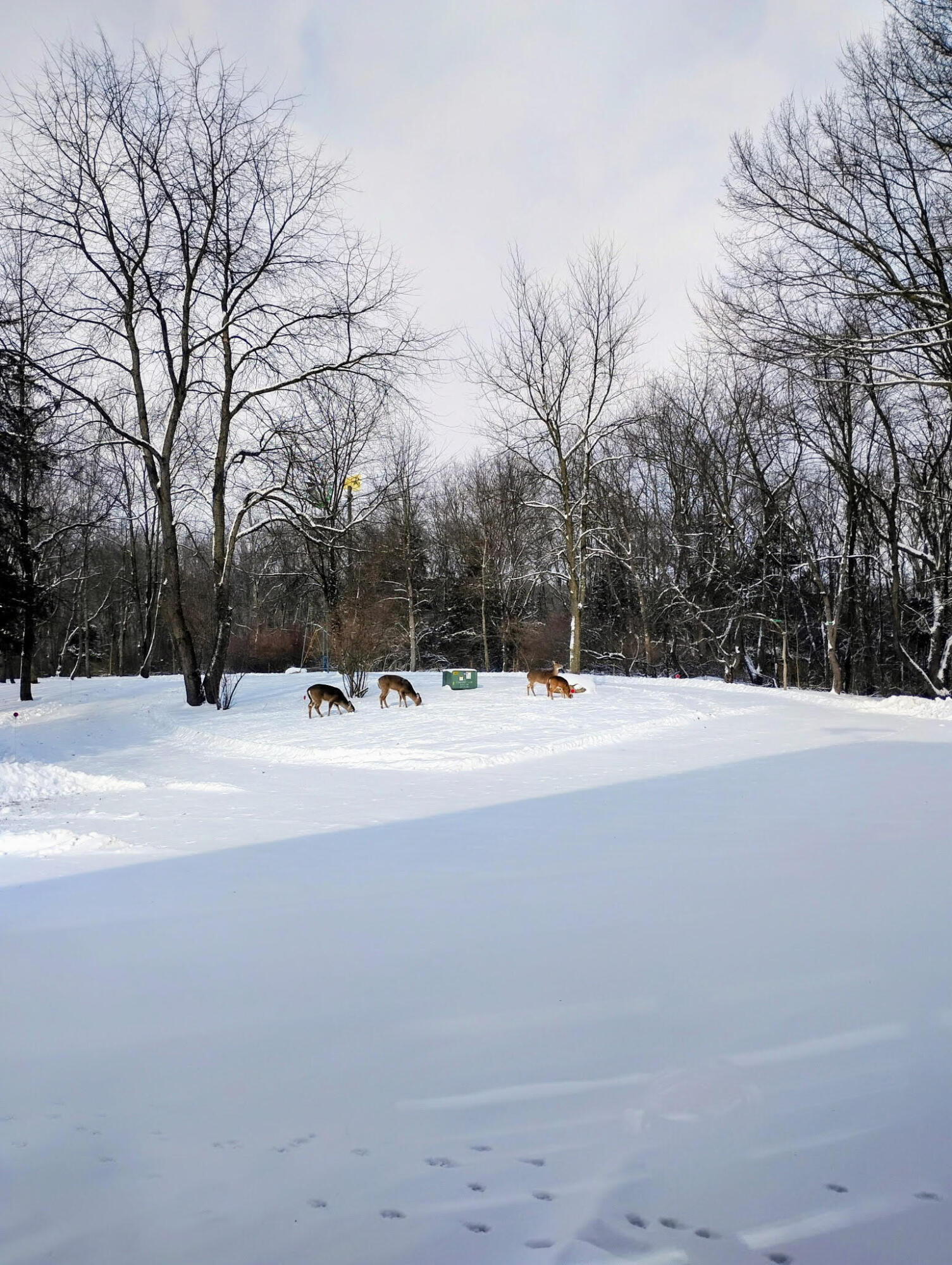 781 Hopkins Road Lyons, MI 48851 - Photo 99 of 102 deer