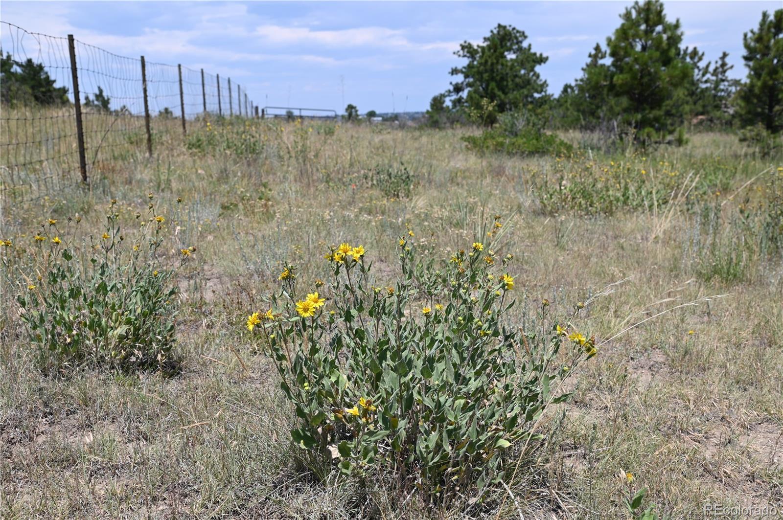 1579 Deerpath Road Franktown, CO 80116 - Photo 47 of 49 a view of a lake with a yard and large trees