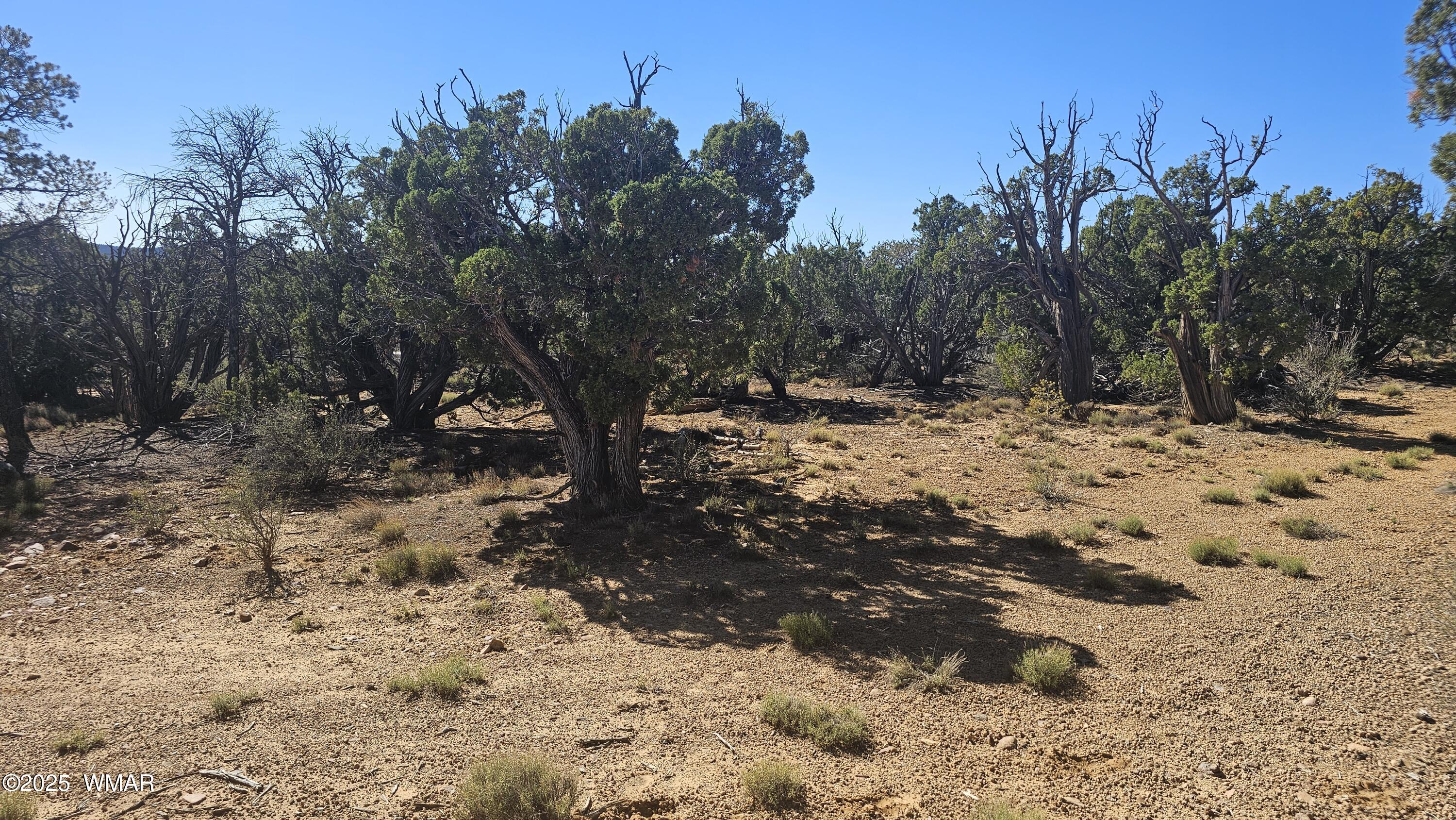 4 County Road Concho, AZ 85924 - Photo 20 of 28