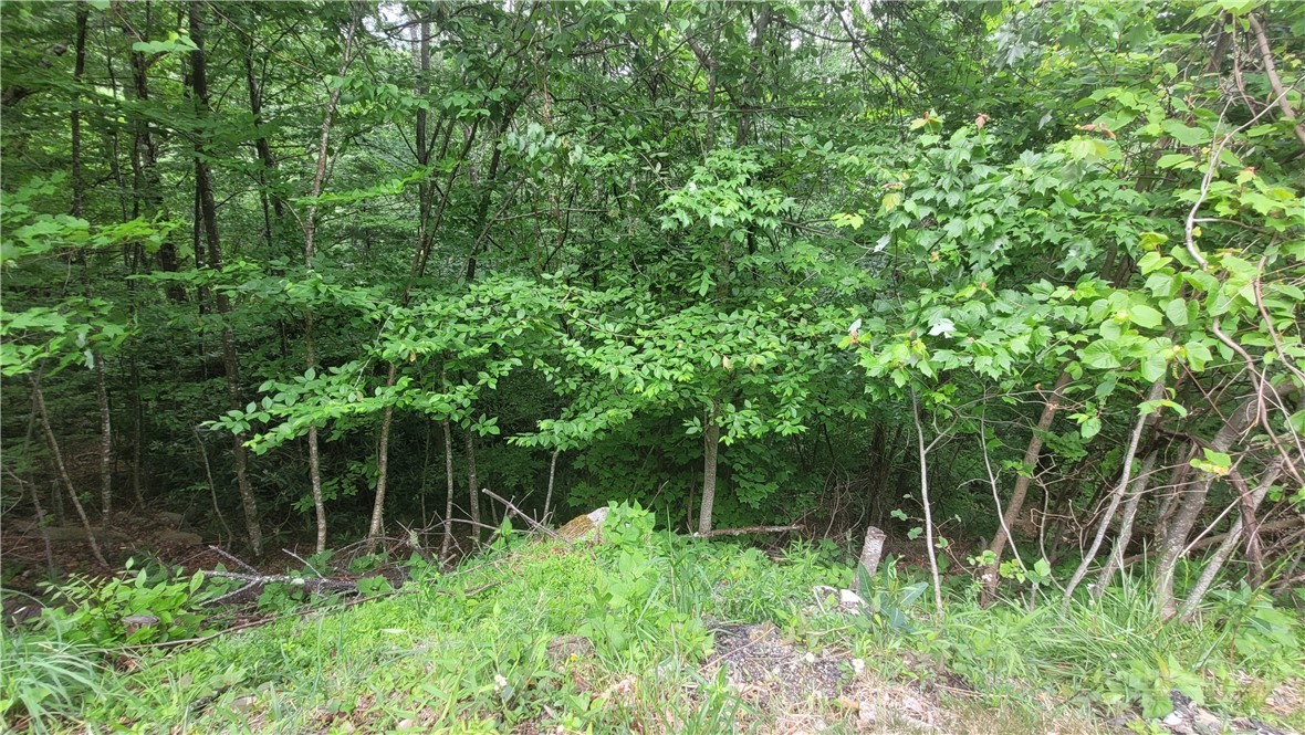425 Pinnacle Ridge Road Beech Mountain, NC 28604 - Photo 10 of 14 a view of forest