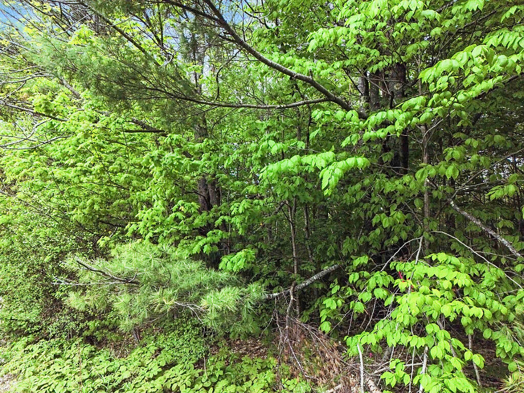 Tbd Litchfield Road Hallowell, ME 04347 - Photo 5 of 21 27_DJI_0381_DxO_mls