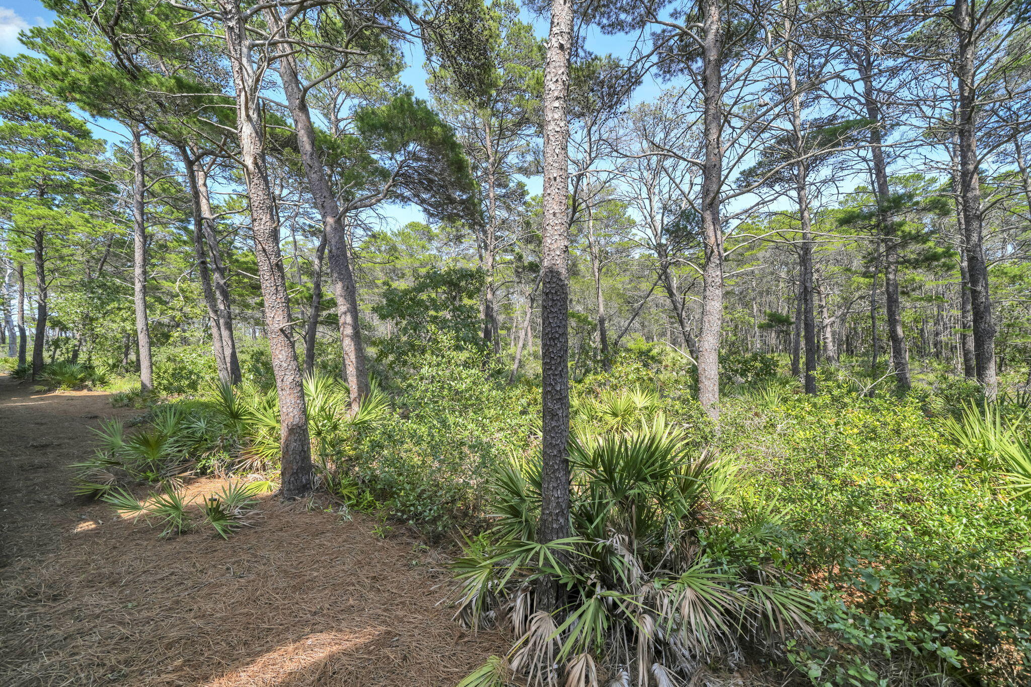 80 East Milestone Dr Inlet Beach, Unit A Inlet Beach, FL 32461 - Photo 38 of 50 Nature