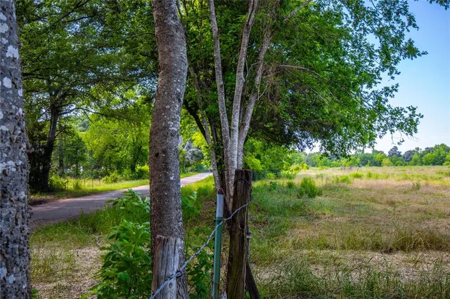 a view of a garden with plants and large trees
