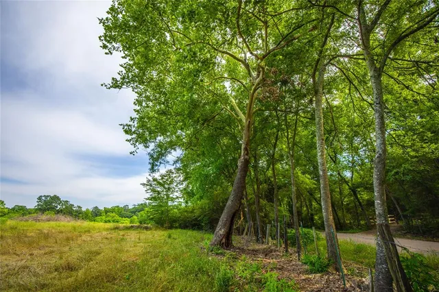 a view of a garden with a tree