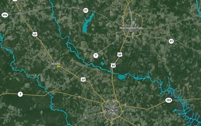 a view of a tree in a garden