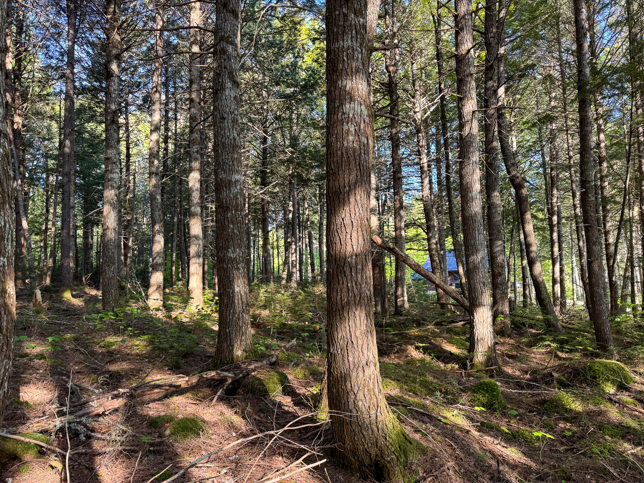 704 Long Point Road Lakeville, ME 04487 - Photo 20 of 29 IMG_3804