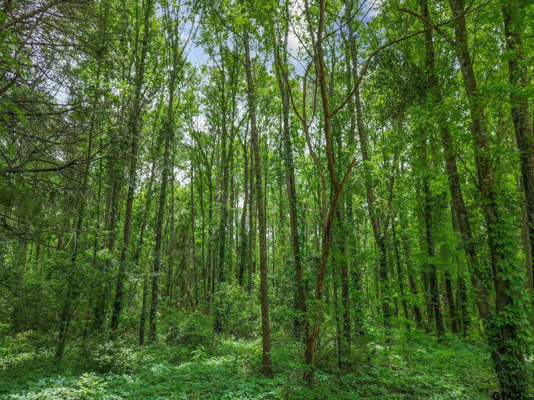 Tbd Giraffe Road Gilmer, TX 75644 - Photo 8 of 10 a view of forest