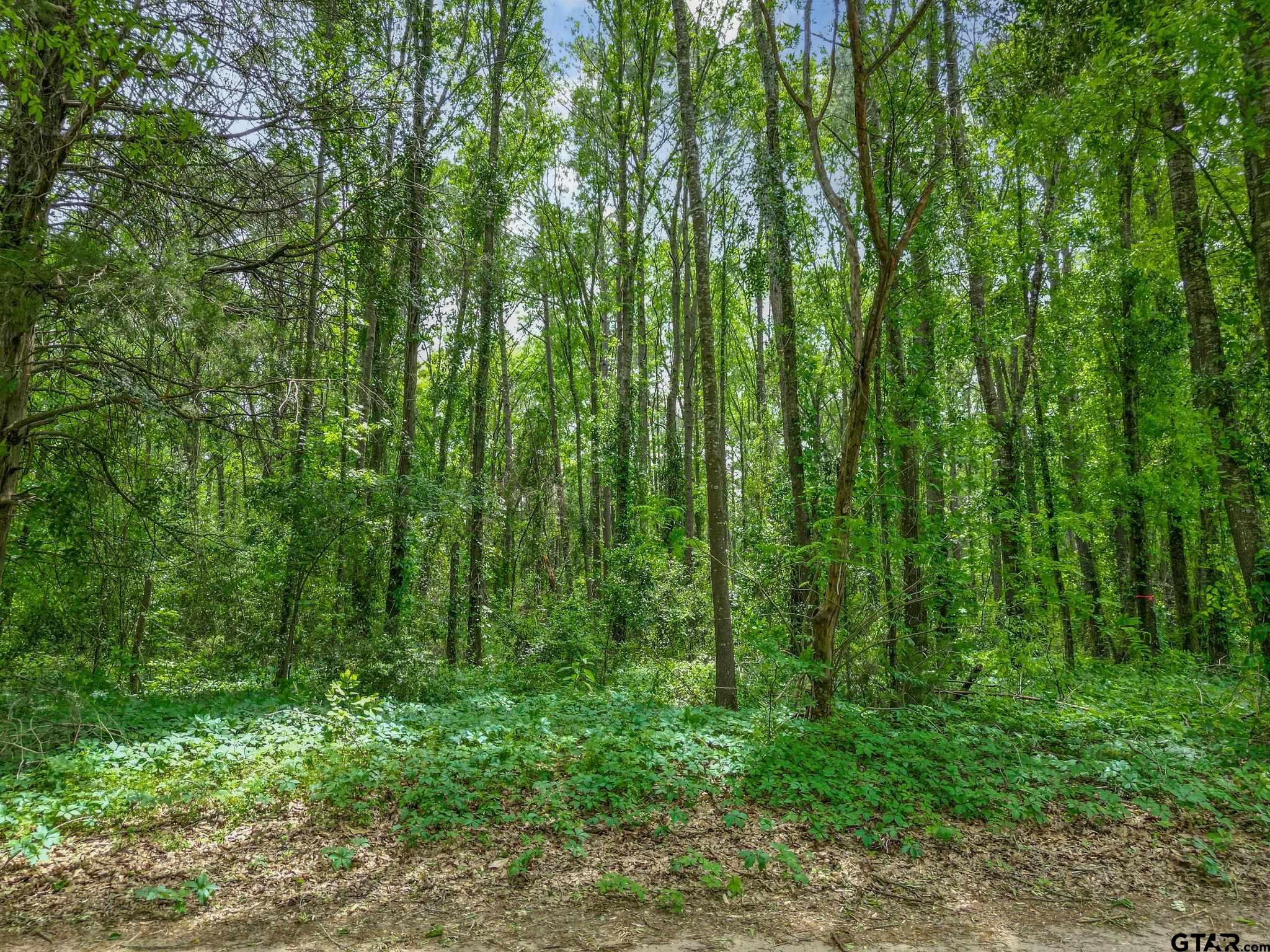 Tbd Giraffe Road Gilmer, TX 75644 - Photo 9 of 10 a view of yard with lush green forest