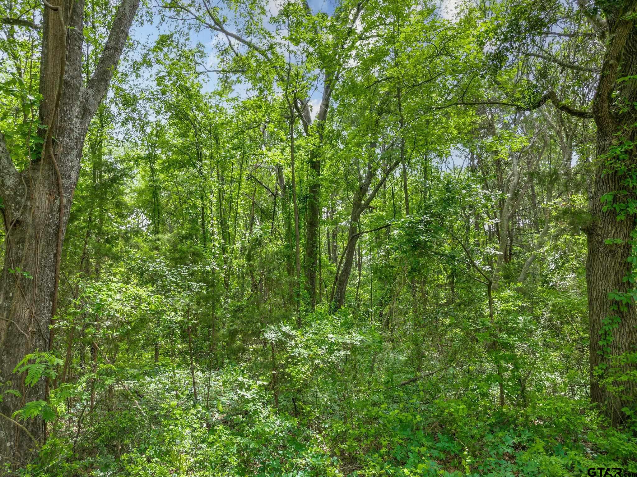 Tbd Giraffe Road Gilmer, TX 75644 - Photo 10 of 10 a view of a lush green forest