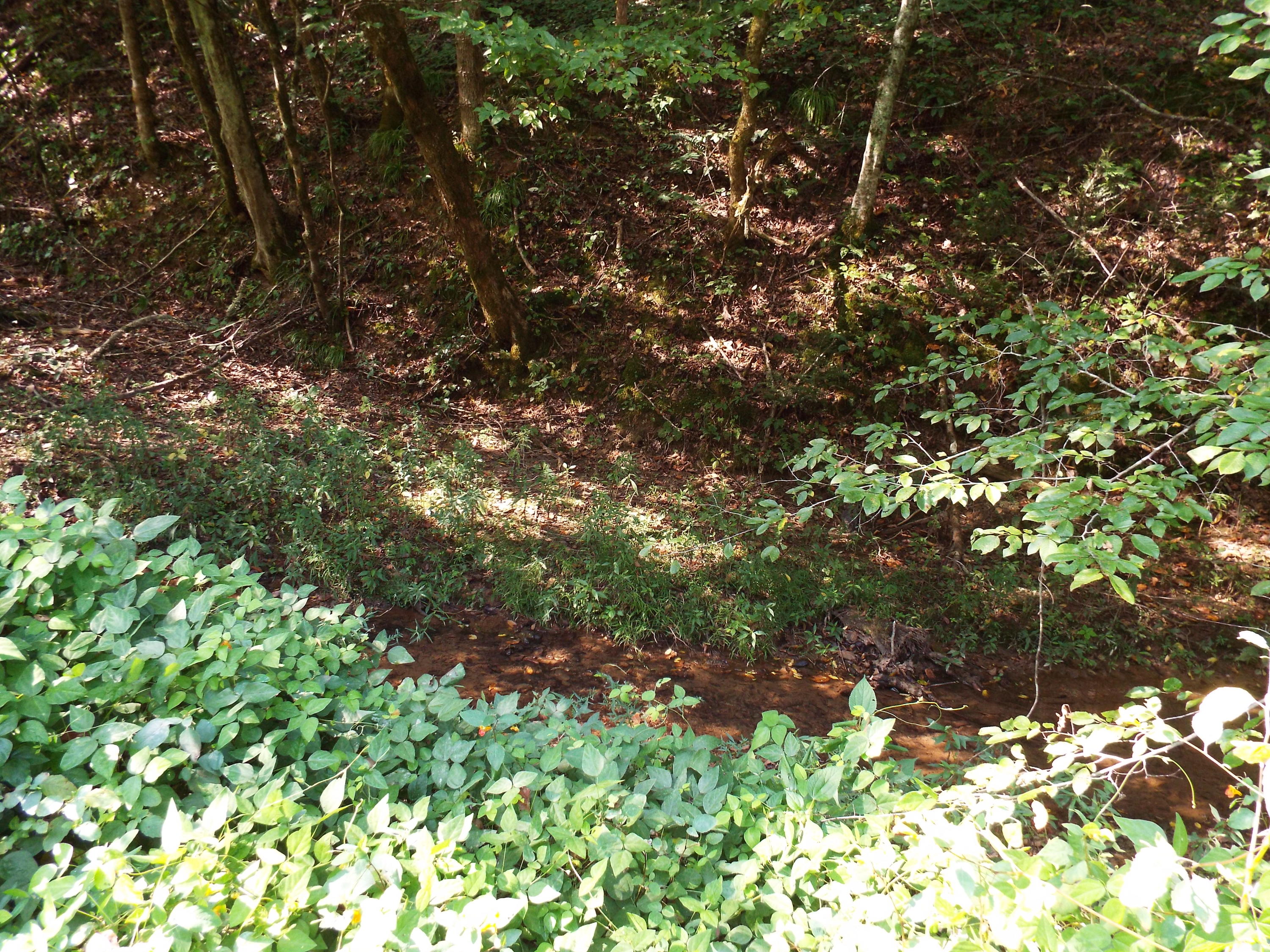 Ogle Road Sevierville, TN 37876 - Photo 4 of 11 DSCF3392