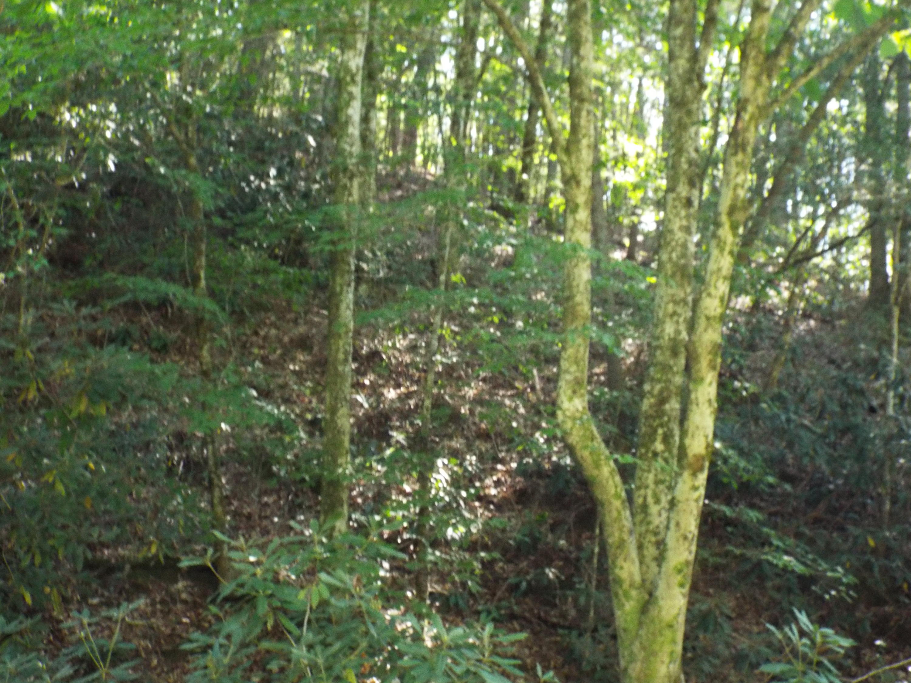 Ogle Road Sevierville, TN 37876 - Photo 9 of 11 DSCF3399