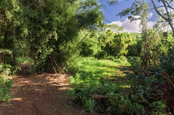 4386 Upa Road, Unit 2 Koloa, HI 96756 - Photo 23 of 25 a view of a lush green forest