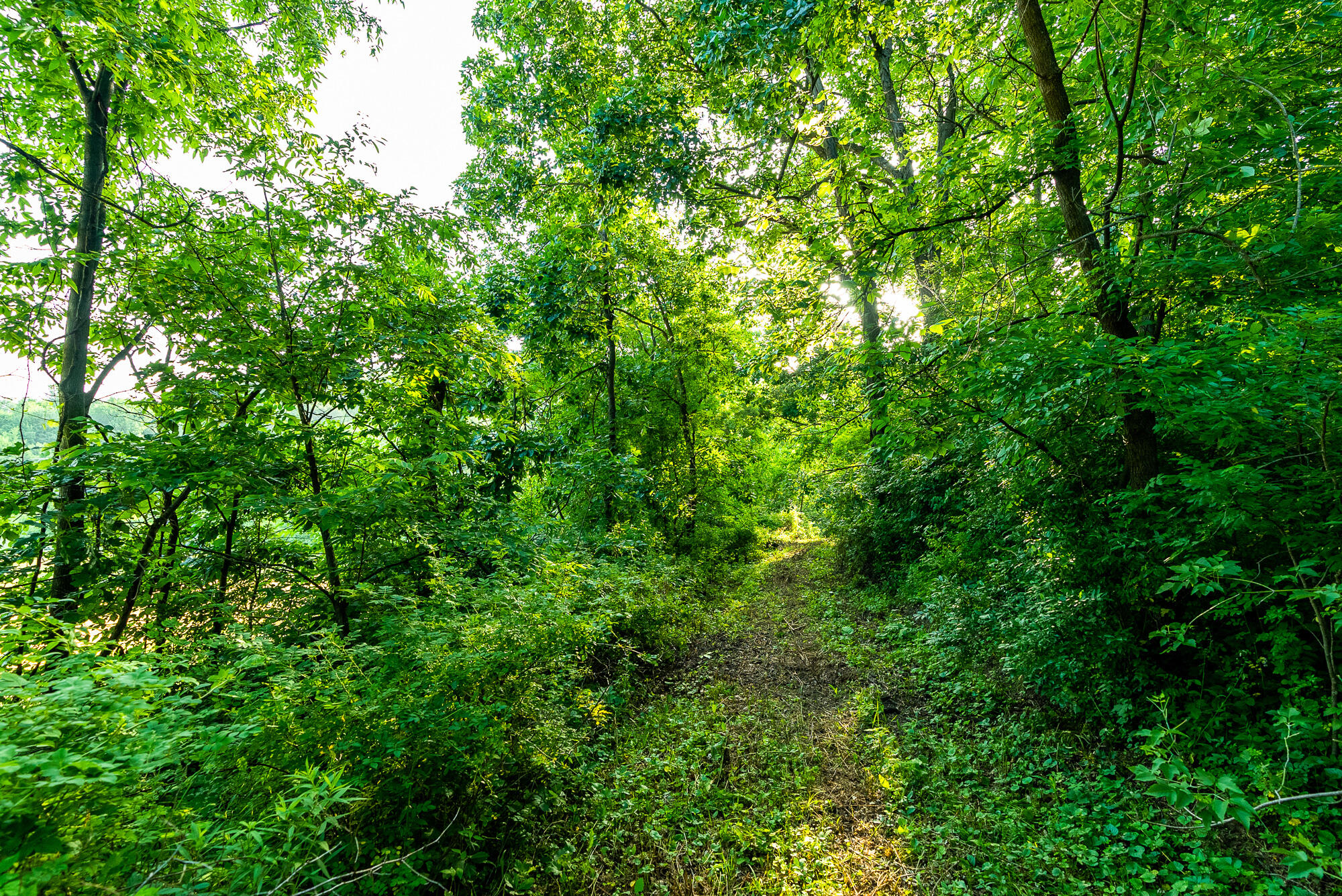 Lt0 Smyth Hollow Road Hillpoint, WI 53937 - Photo 13 of 45 Richland-County-WI-61-Acres-Land-For-Sal