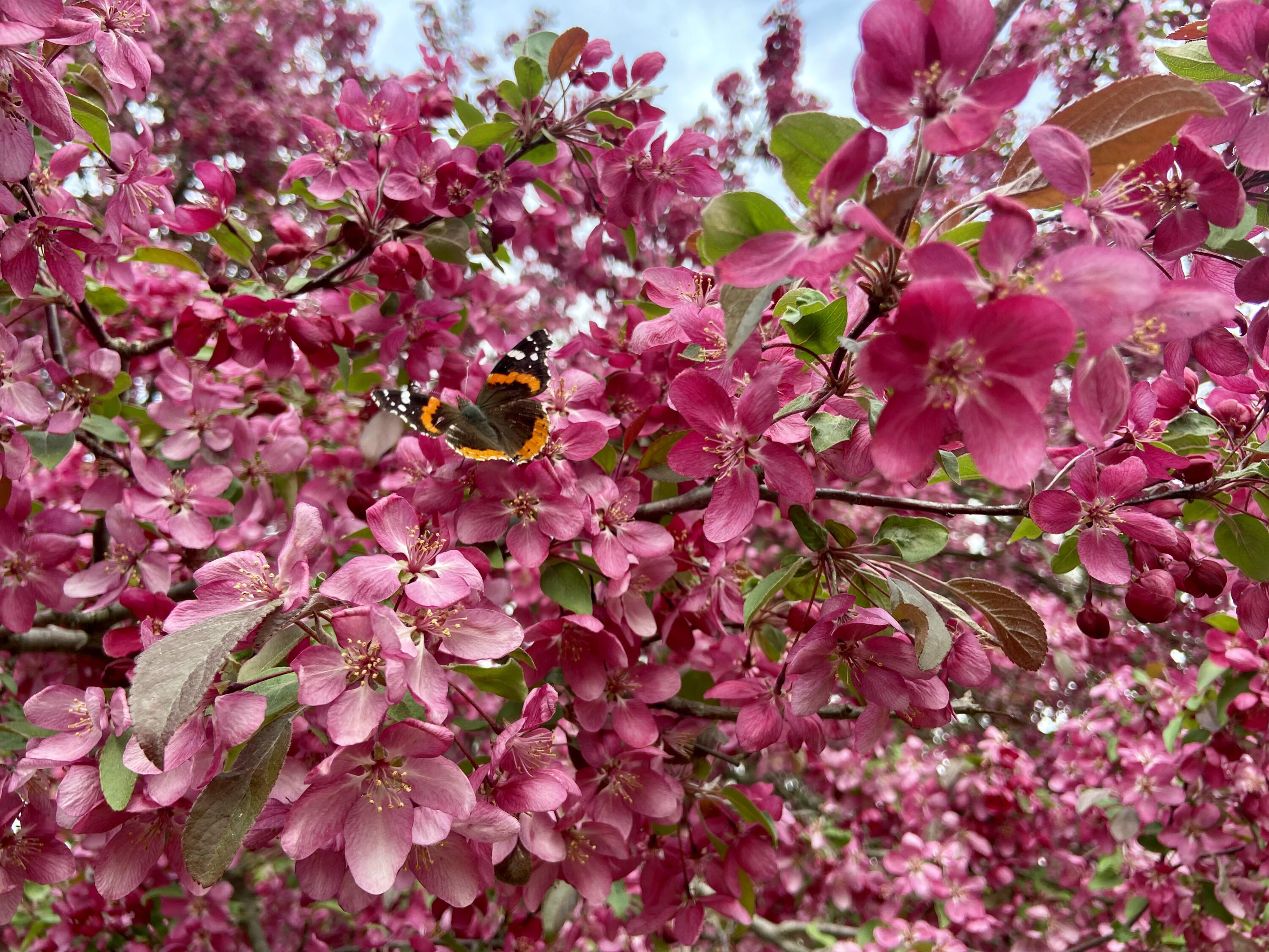 134 Doster Road Plainwell, MI 49080 - Photo 28 of 31 IMG_1851